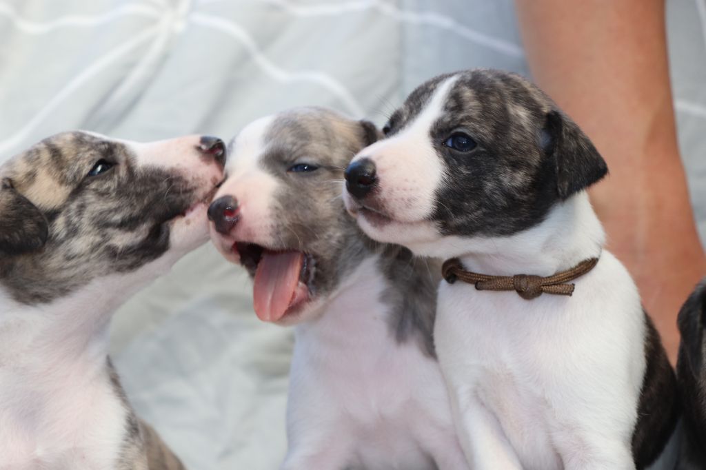 chiot Whippet Syryak